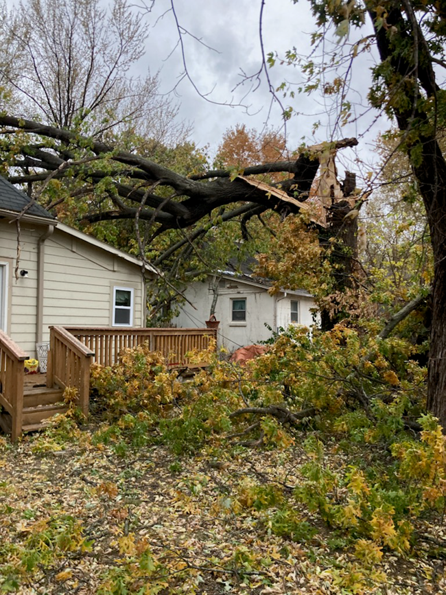 Generally, landlords are responsible for tree maintenance on their rental property unless the lease specifically states otherwise