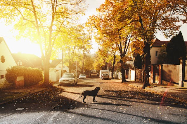 A dog standing in the middle of the street in a neighborhood.