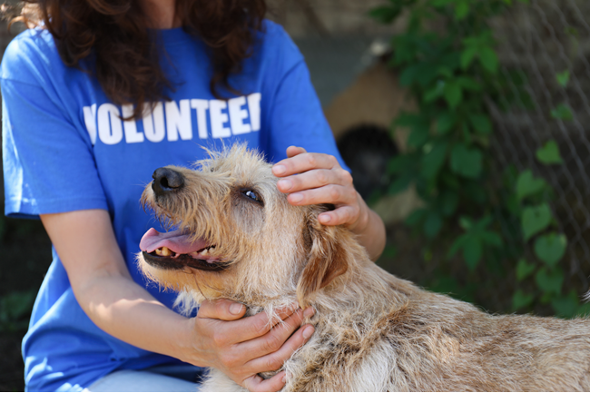 Here are 4 things rental property owners can do now to help keep people, pets and families together after LA's historic wildfires.